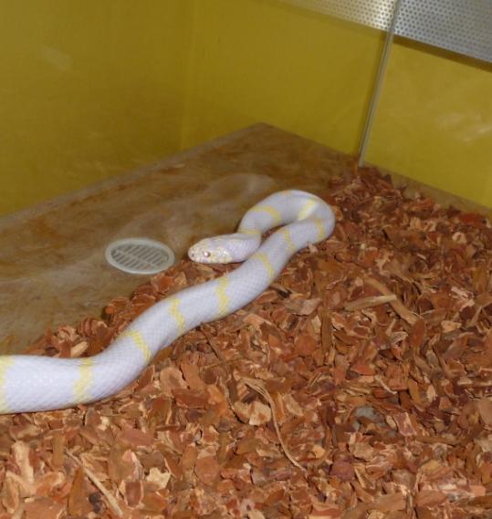 2 Albino Kornnattern | Tierheim Bad Kreuznach